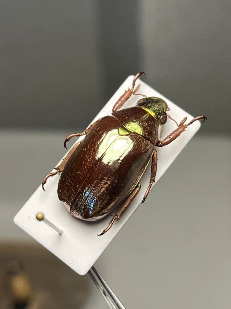 23mm】オプティマプラチナコガネ 標本 頭が金！カナブン ウグイス