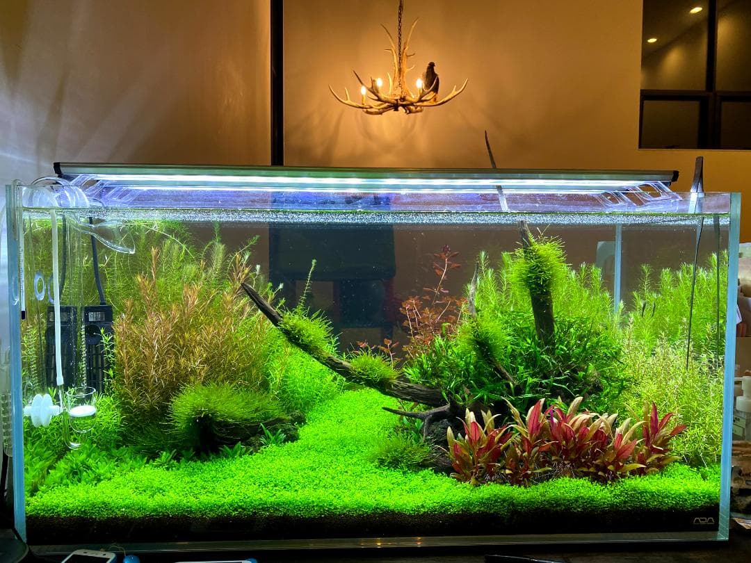 20%OFF )ADA60センチ水槽