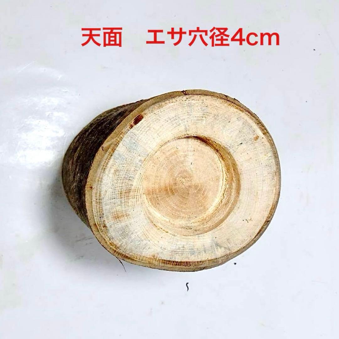 クワリウム クワガタ 隠れ家 人工樹洞 のぼり木 止まり木 カブトムシ