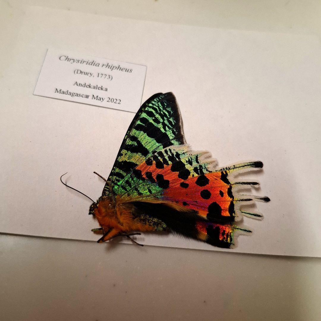 外国産蛾標本 ニシキオオツバメガ 三角紙標本 蝶 昆虫標本 - メルカリ