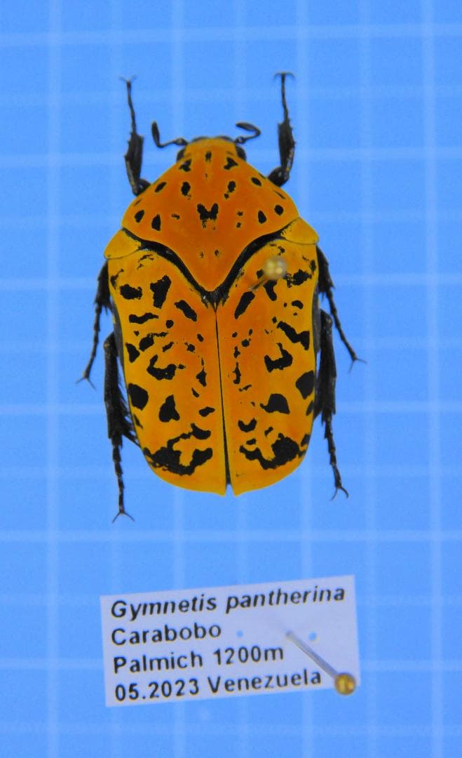 昆虫標本 ヘラクレスリッキー コロンビア産リッキーヘラクレス