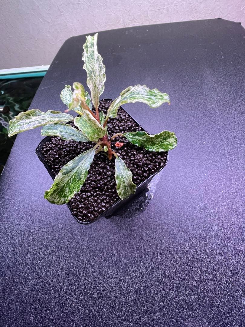 Bucephalandra sp.Varigata PV Bucephalandra sp. Varigata