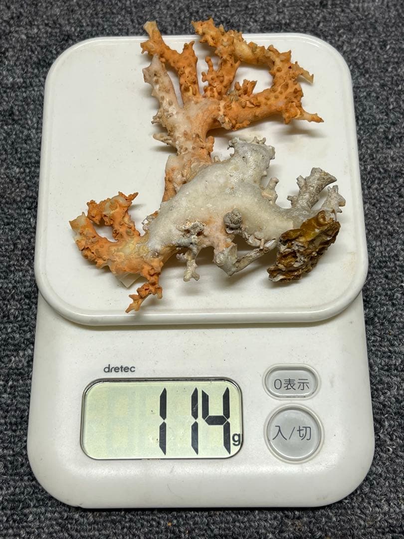 珊瑚 珊瑚原木 本サンゴ BL2-4 美術品・アンティーク・コレクション