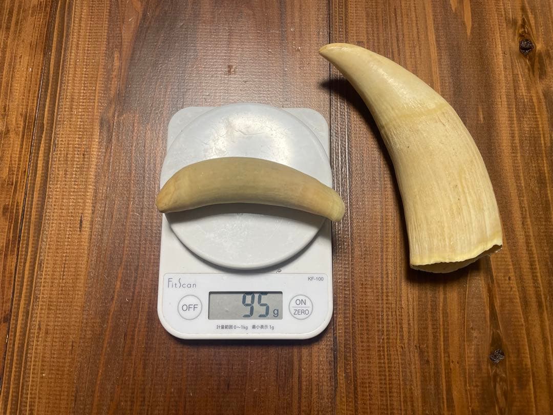 希少　抹香鯨　歯　クジラ　歯