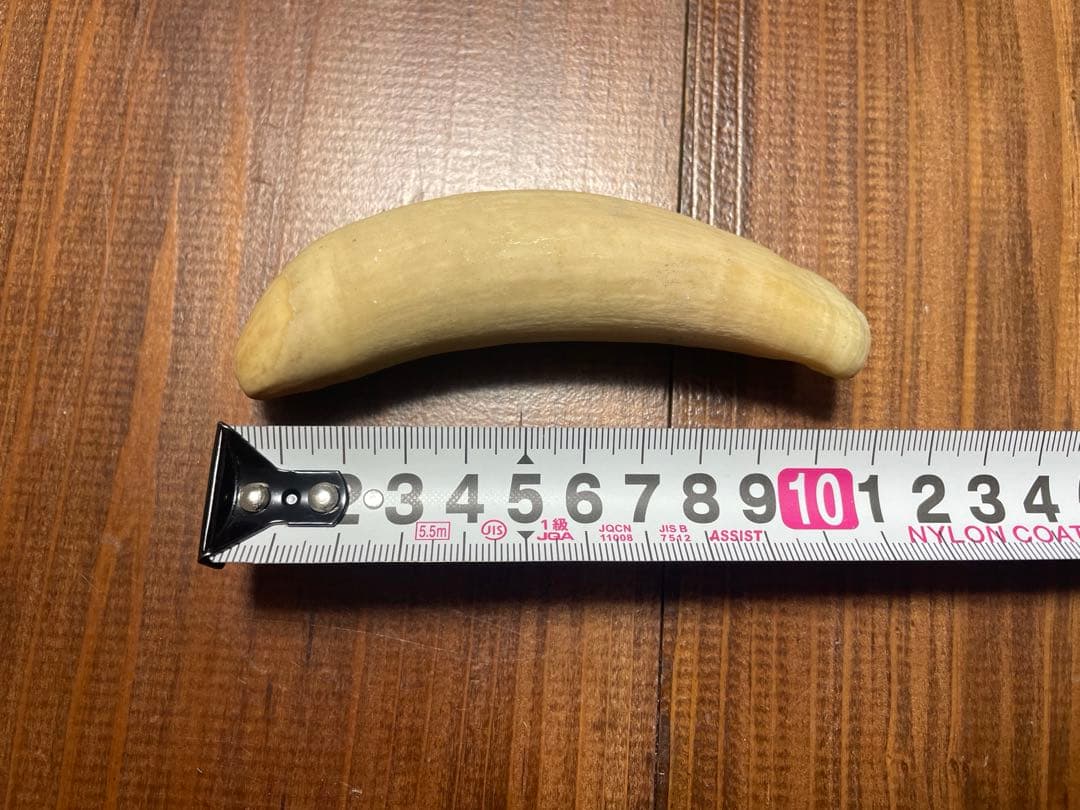 希少　抹香鯨　歯　クジラ　歯