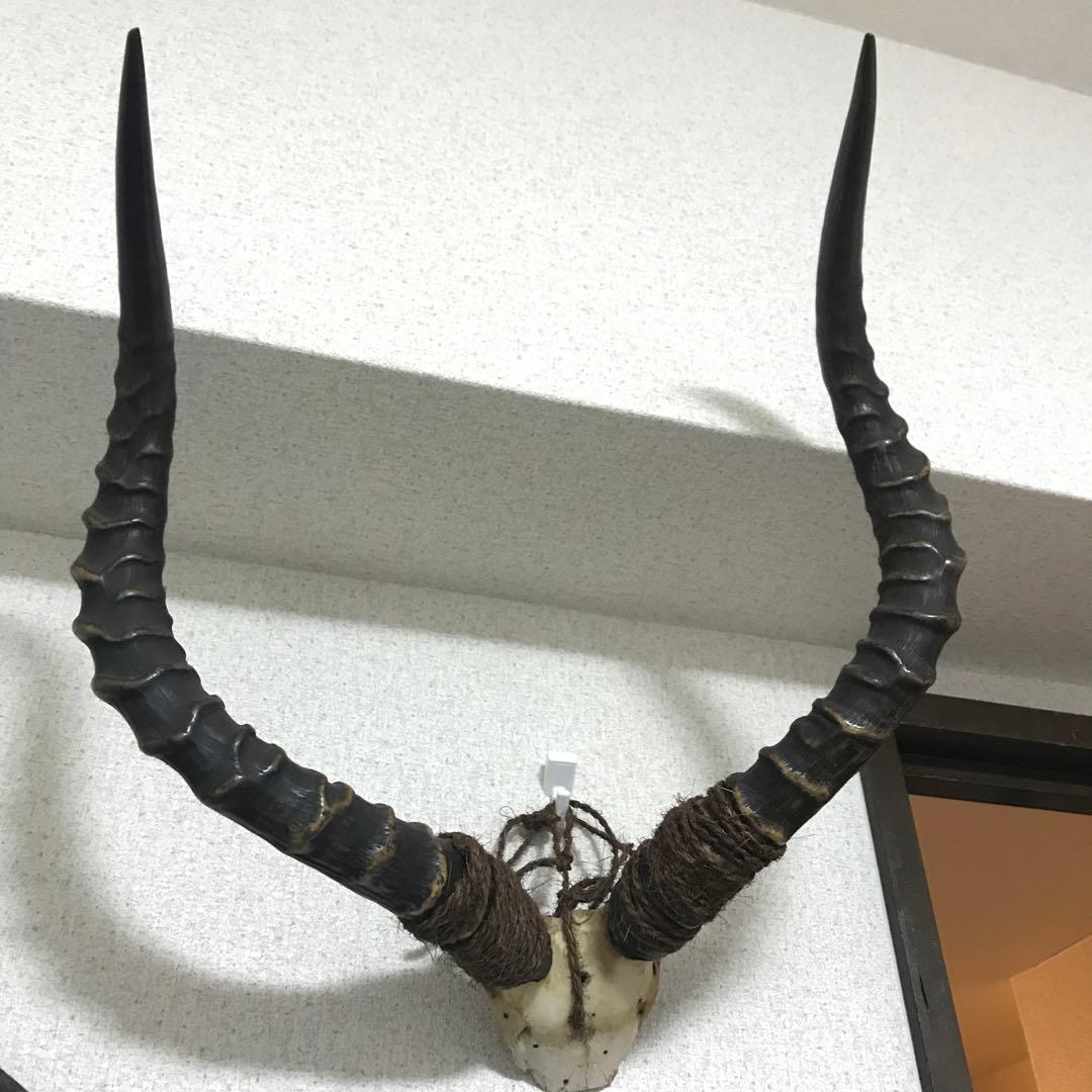 インパラ 角 頭骨 頭蓋骨 ハンティングトロフィー スカルトロフィー