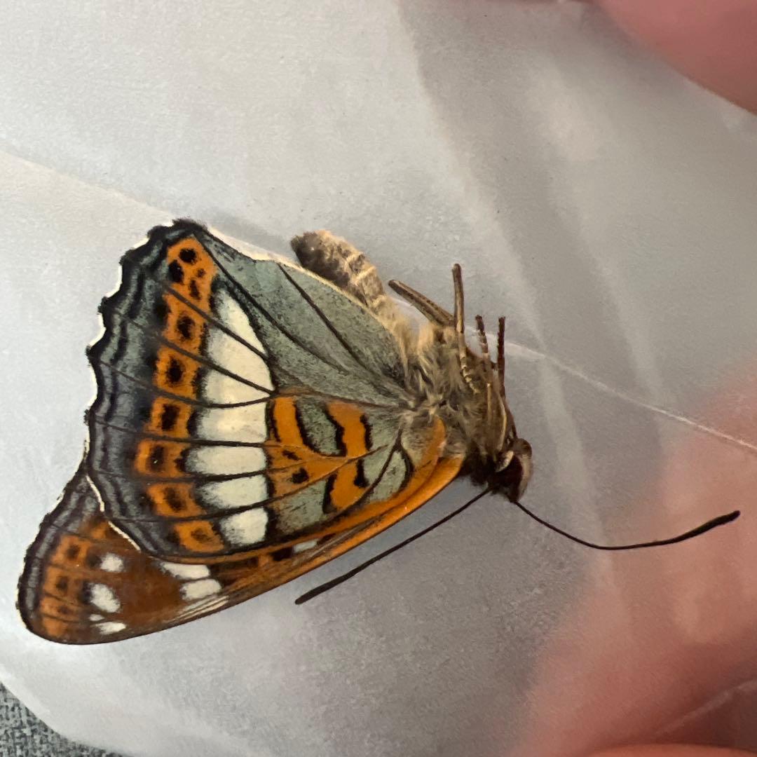 オオイチモンジ モンゴル産10頭セット オオイチモンジ モンゴル産10頭