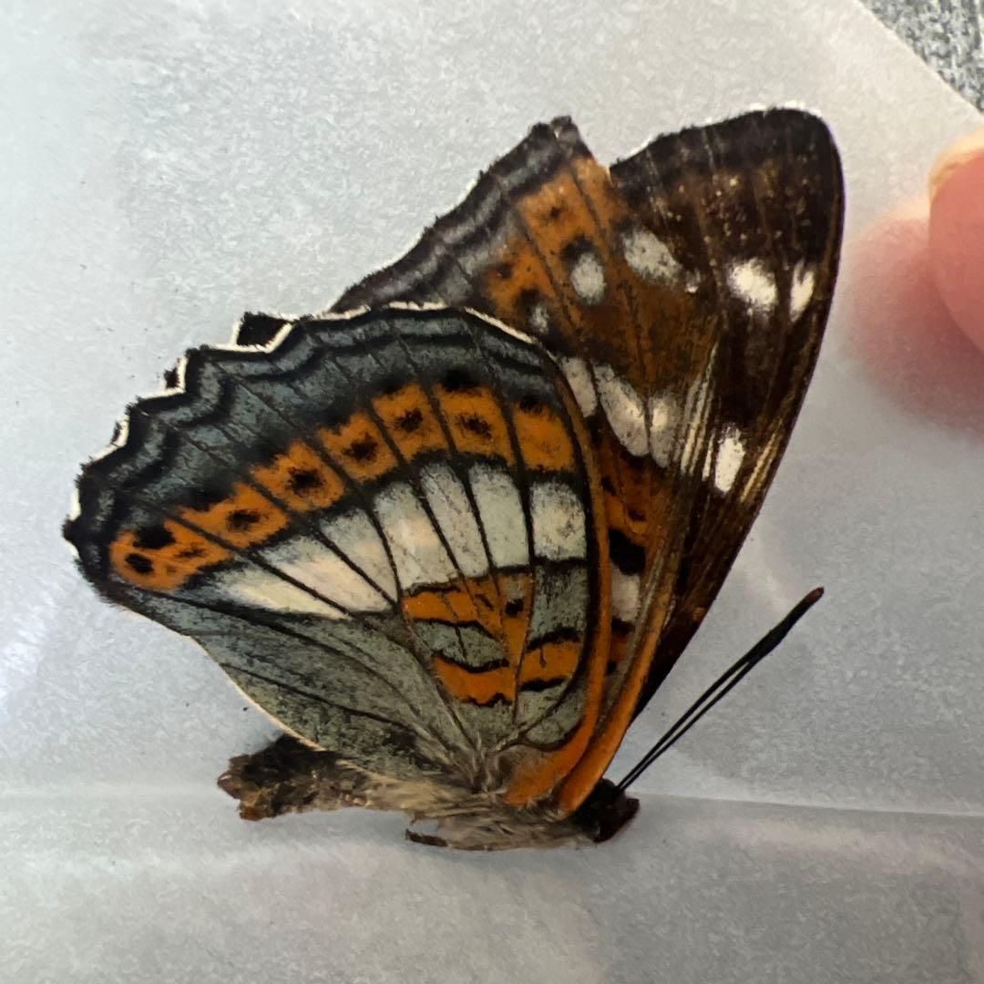 オオイチモンジ モンゴル産10頭セット オオイチモンジ モンゴル産10頭