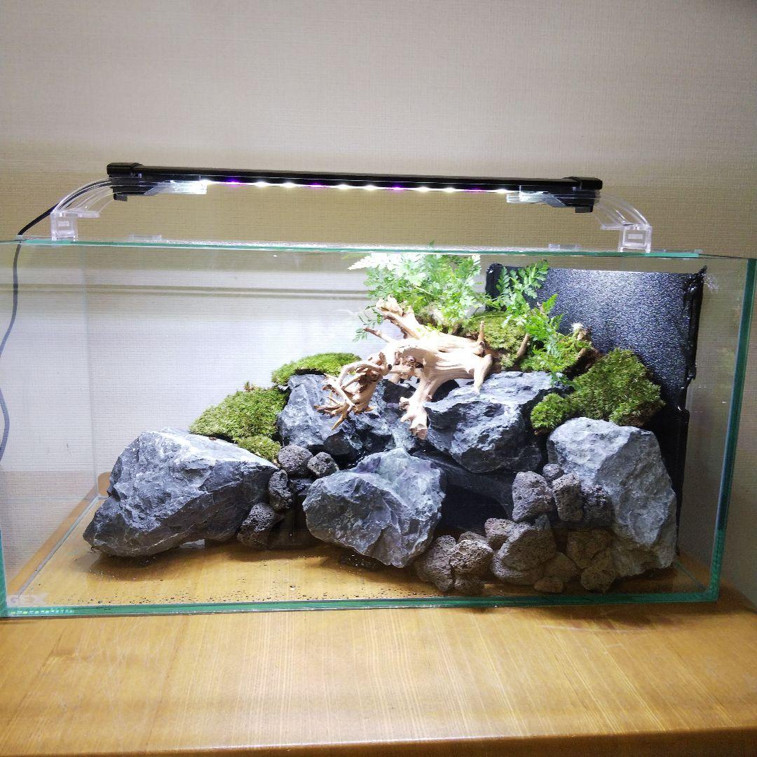 完成品】滝のあるアクアテラリウム イモリウム 苔テラリウム アクア