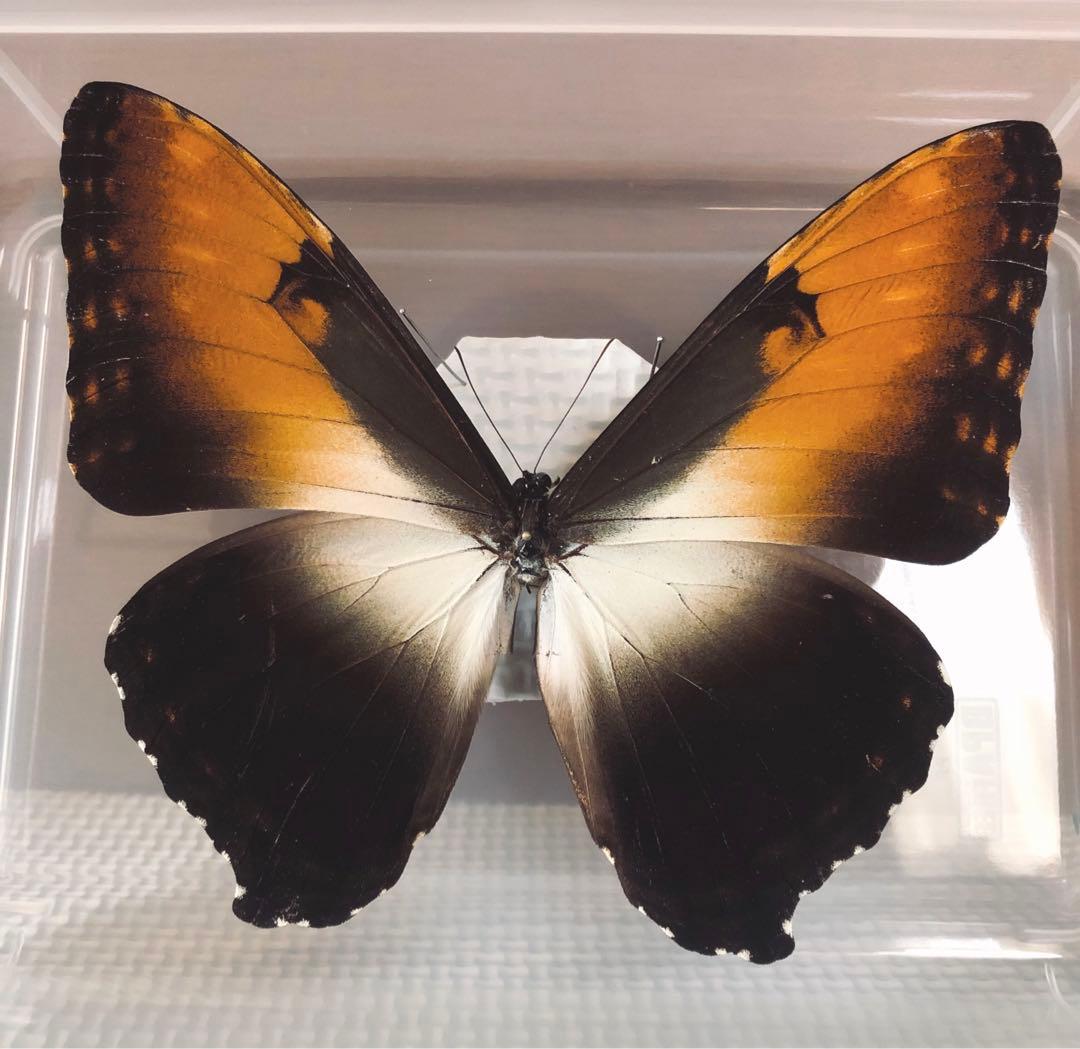 昭和63年当時物徳島県採取蝶々ガラス木製枠横幅50X縦42X厚さ6