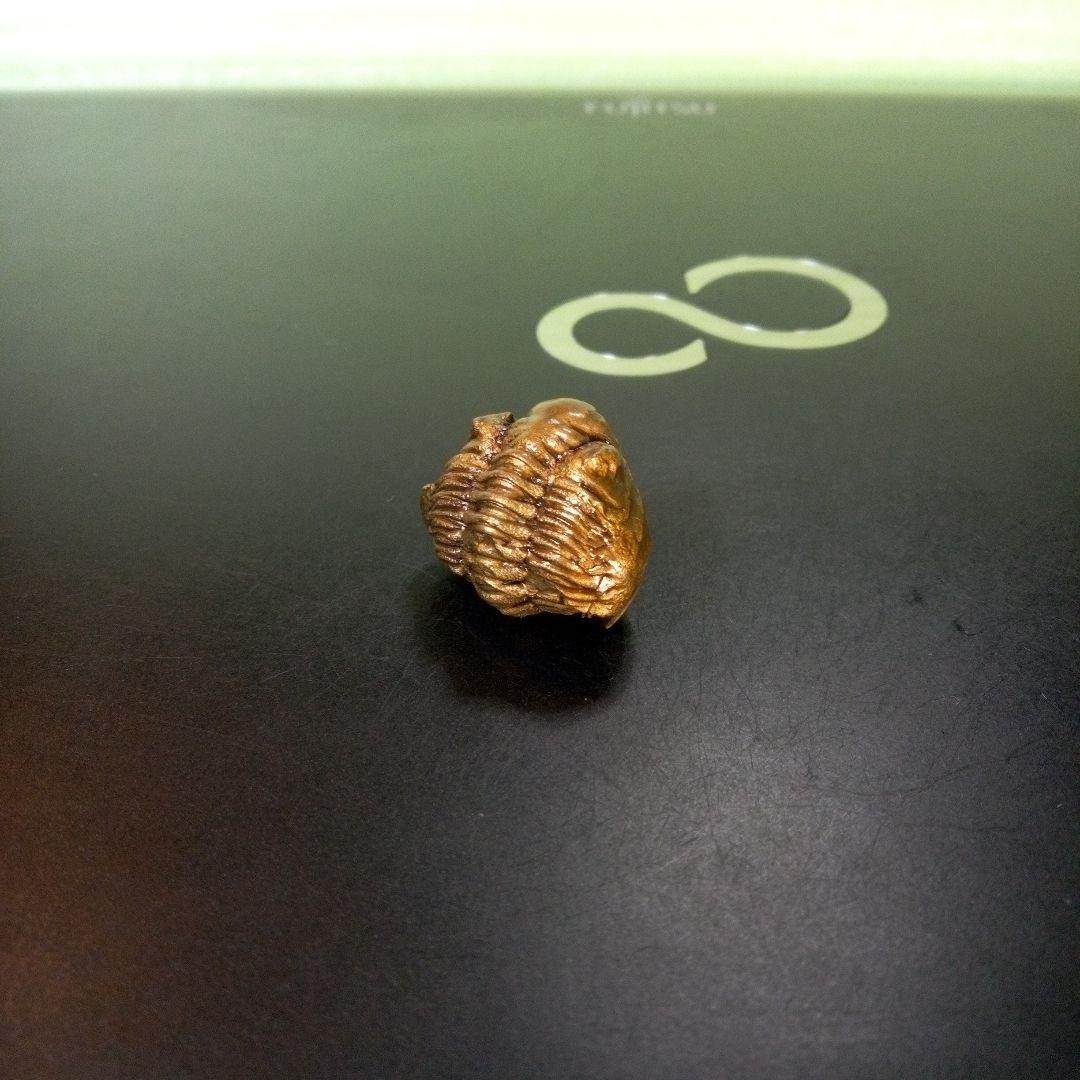 三葉虫 化石 ボリビア産 南アメリカ trilobite Bolivia