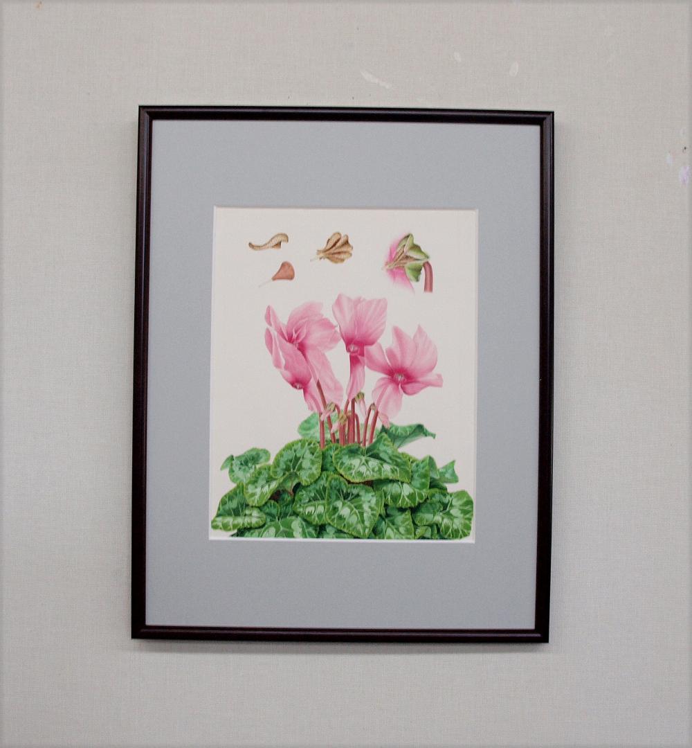 【絵画】ボタニカルアート　「シクラメン」原画