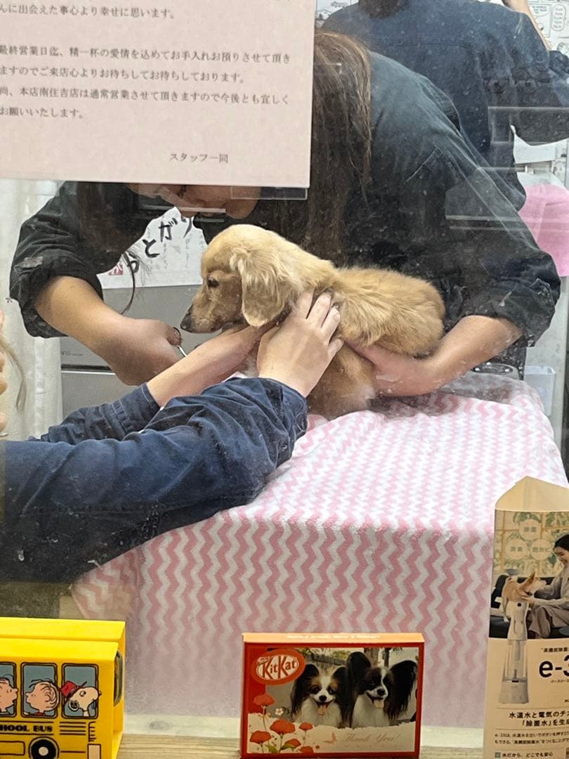 亡くなる2週間前しか見つからなくて…あとでまた追加しますm(_ _)m