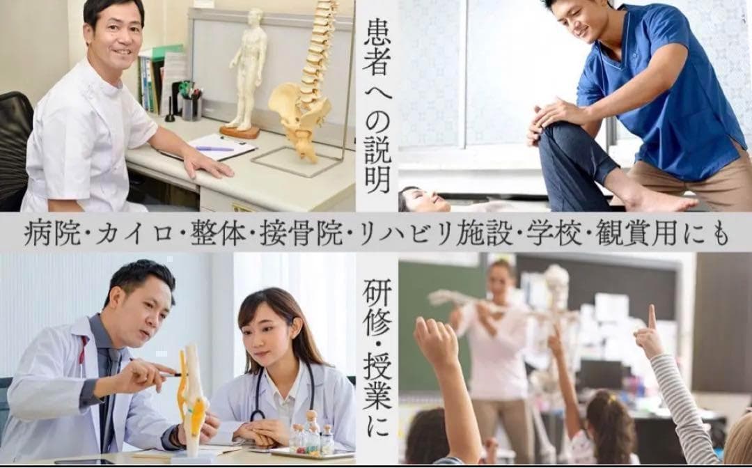 ⭐️新品⭐️等身大 人体模型 170cm神経根有り全身骨格模型 骨格標本