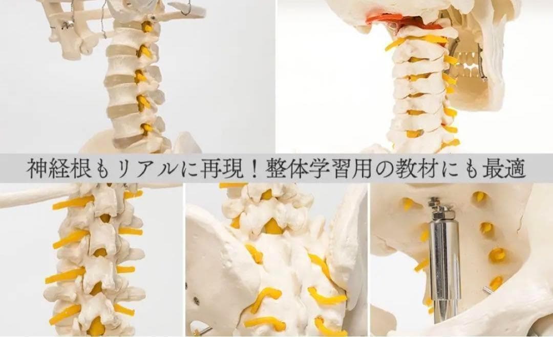 ⭐️新品⭐️等身大 人体模型 170cm神経根有り全身骨格模型 骨格標本