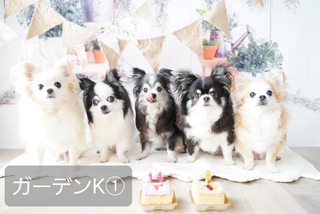 背景布【冬D】サンプルペット撮影、ニューボーンフォトなどに♪