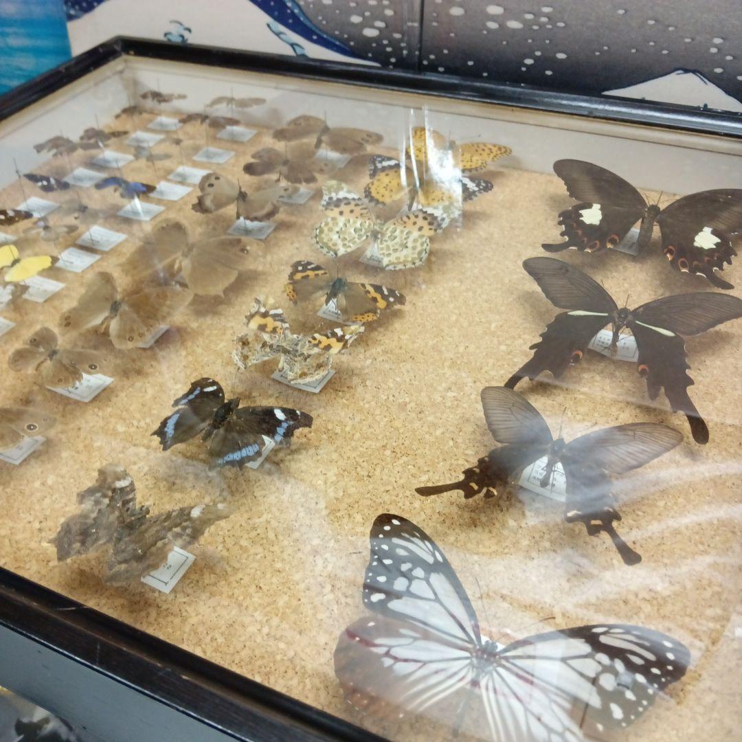 昭和63年当時物徳島県採取蝶々ガラス木製枠横幅50X縦42X