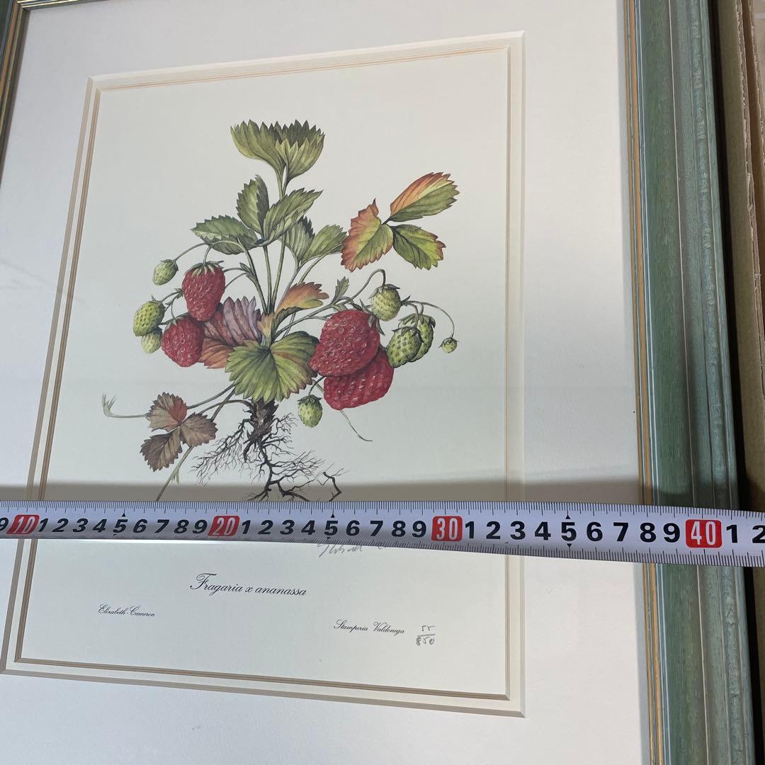 イチゴの植物画 リトグラフ