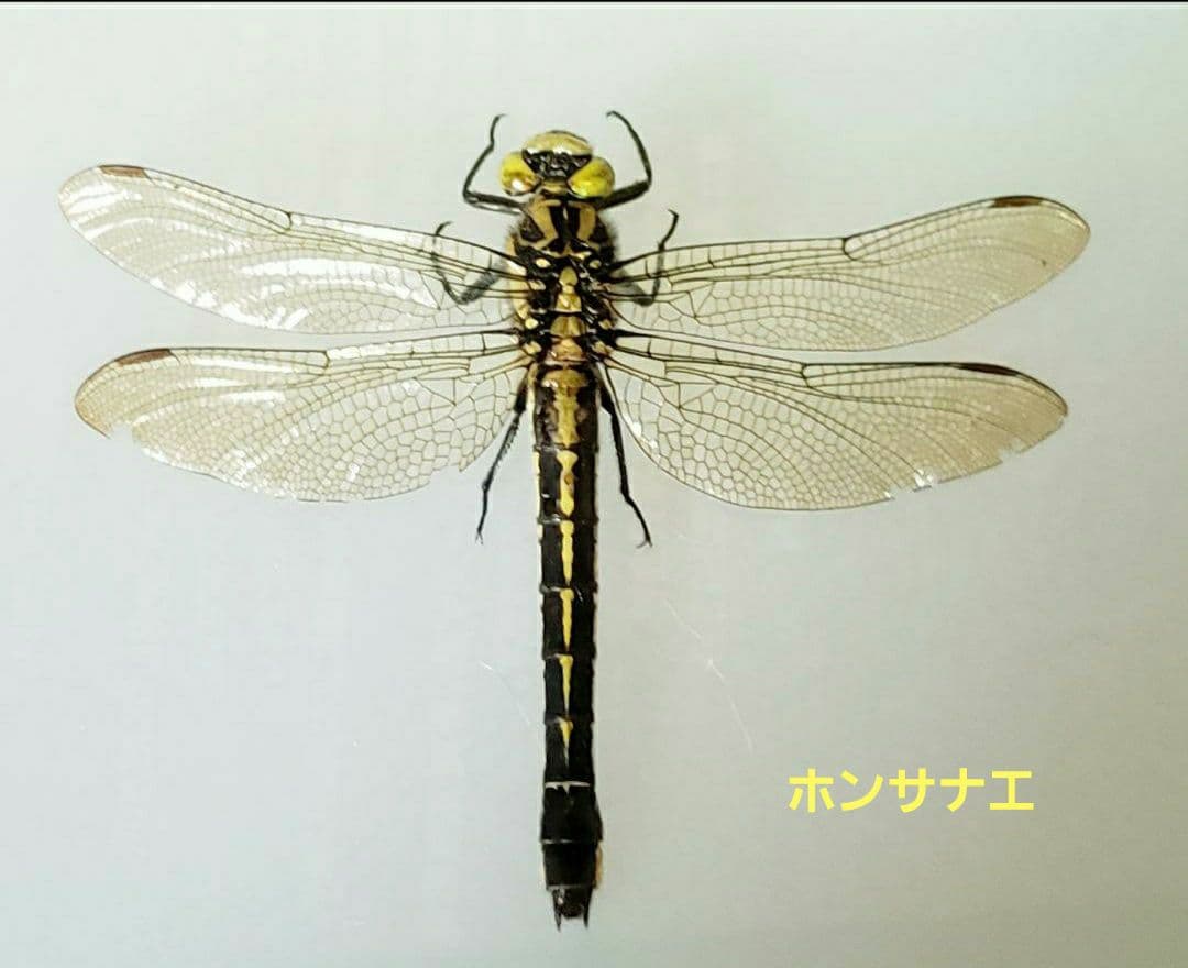 十（つなし）出品 トンボ標本13頭