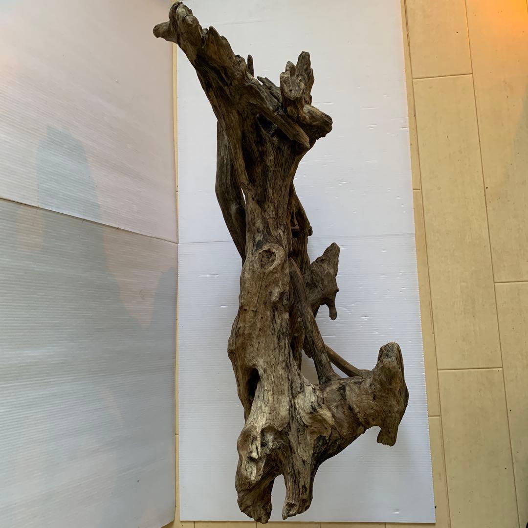 銀*時様 アク抜き済み流木 No.10 超レア型 沈水確認済