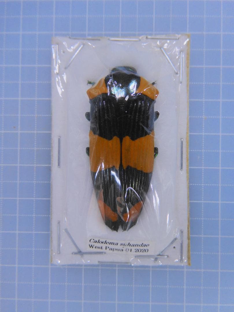 West papua Calodema suhandae 44mm Supers Patents