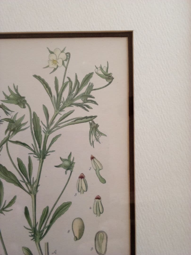 フランス ボタニカル画 石版画の額装品 1891年