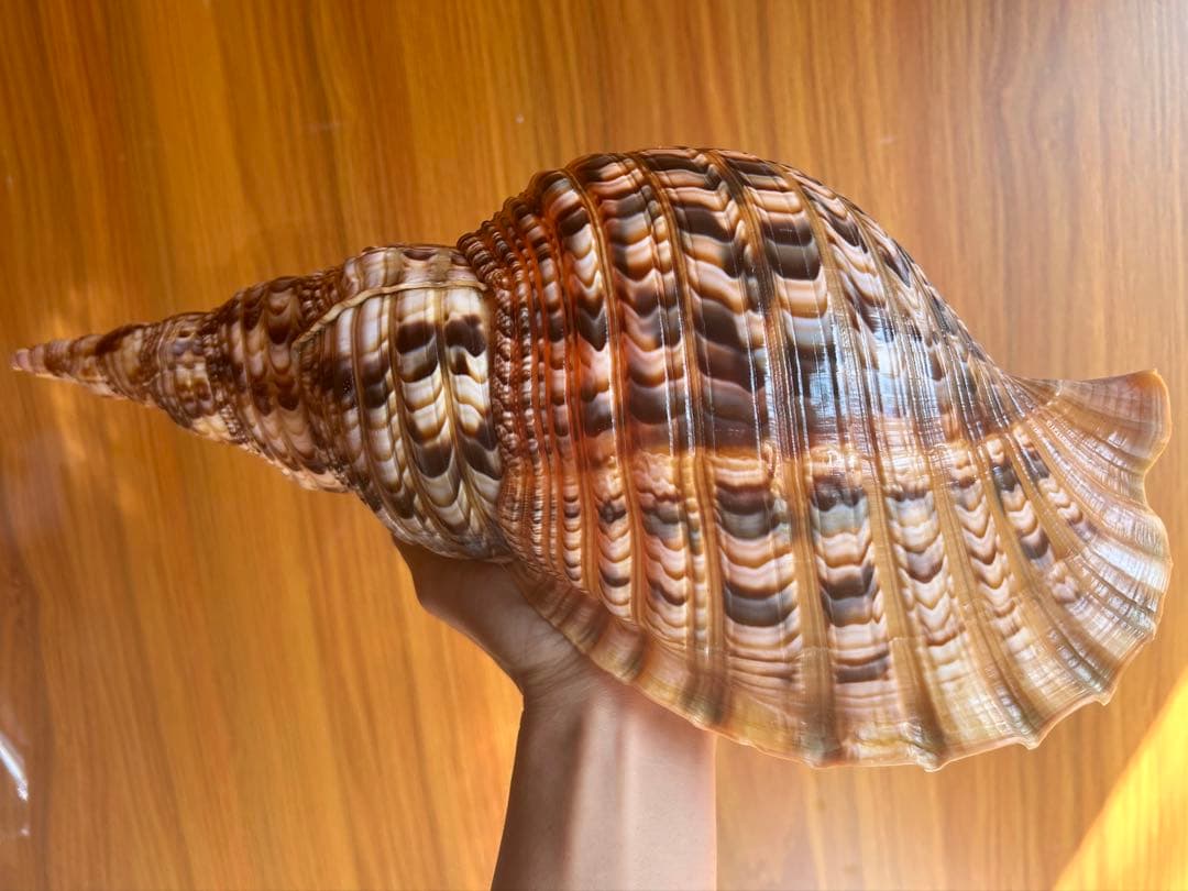 貝殻標本 法螺貝 37cm (直線)美品 天然そのままの色