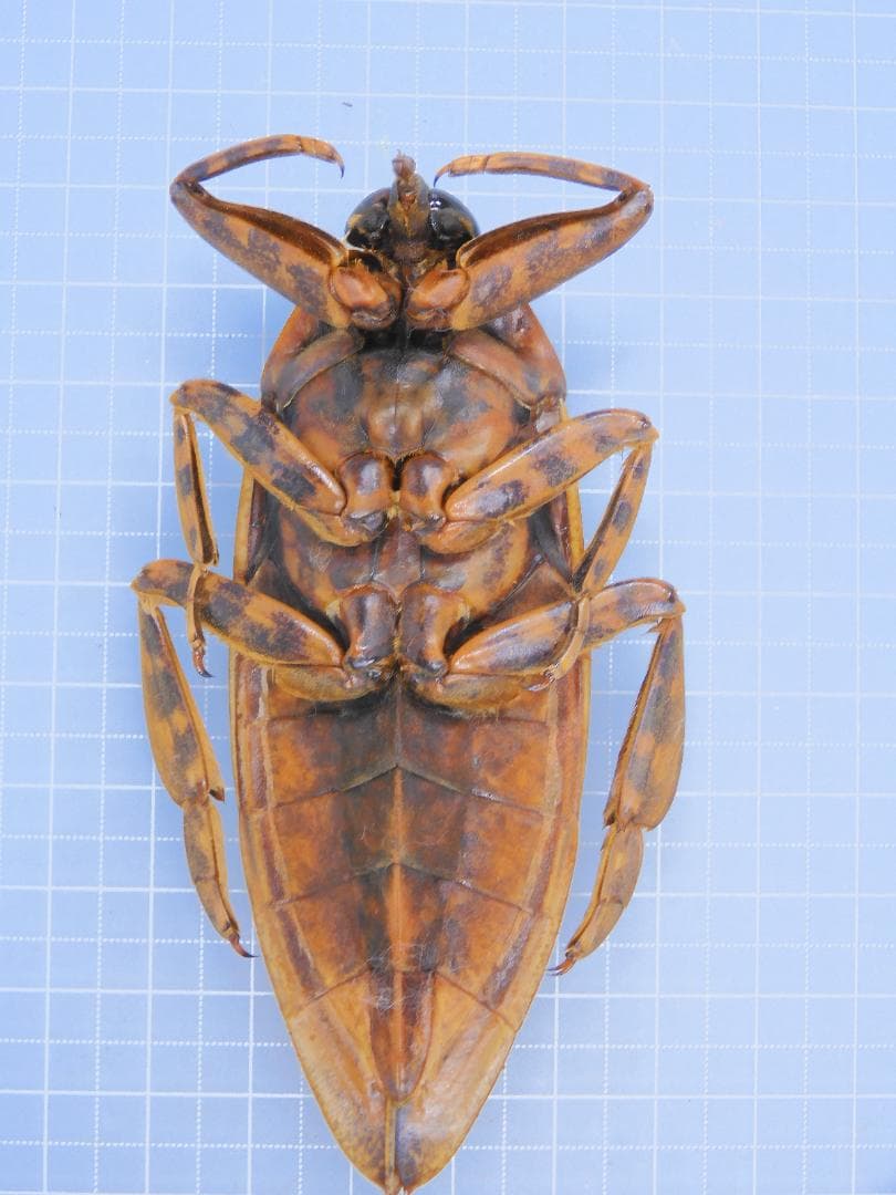 ボリビア産 ナンベイオオタガメ 100mm