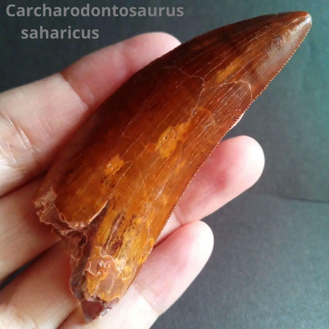 恐竜 アフリカ大陸 獣脚類 歯化石 極美麗標本