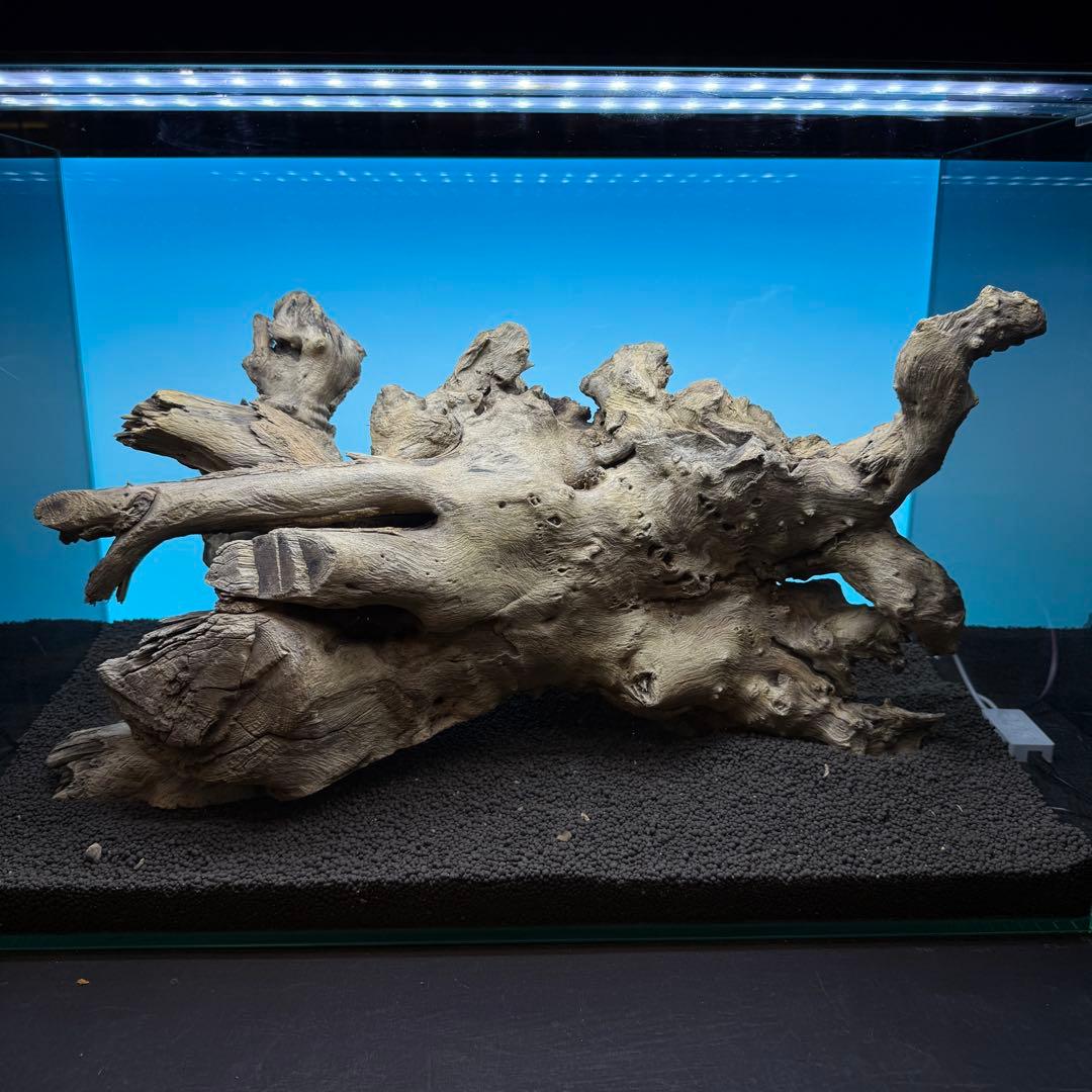MJW-6768 ジンジャーウッド 1点物 天然流木 アクアリウム
