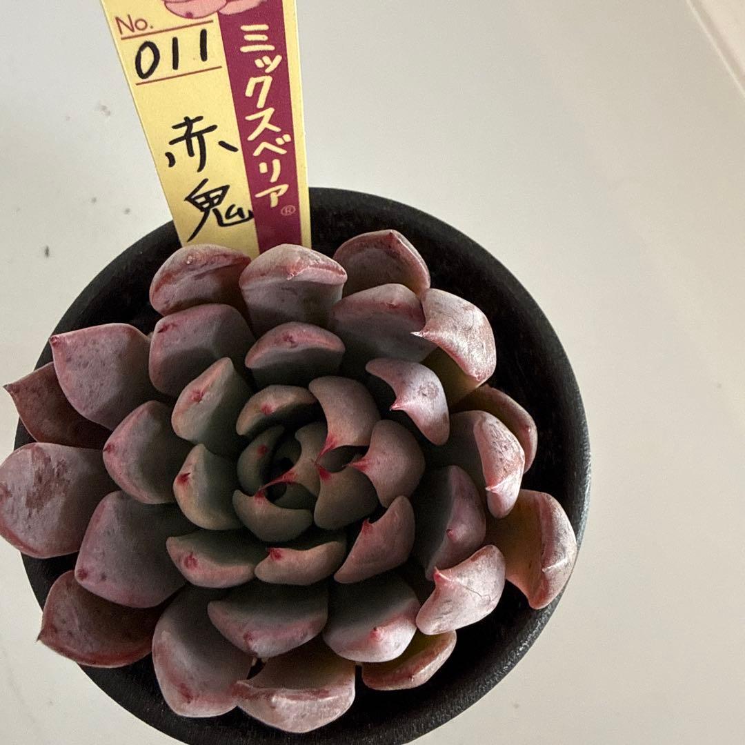 UNIFLAME PROSHOP ユニフレーム バナー タペストリー