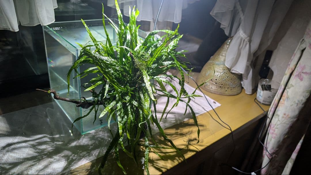 ミクロソリウム本ナロー120葉以上の大株とウィローモスが自然活着したADA