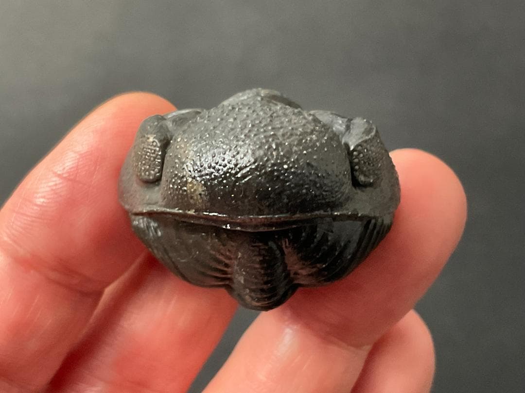 三葉虫 化石 [PH68] ペディノパリオプス 防御態勢 防御姿勢 エンロール 三葉虫 化石 [PH68] ペディノパリオプス 防御態勢 防御姿勢 エンロール