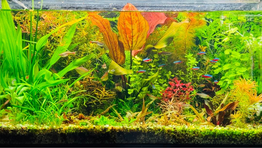 エキノドルス・サンセット(アクアフルール社) シュート株 1株 - メルカリ