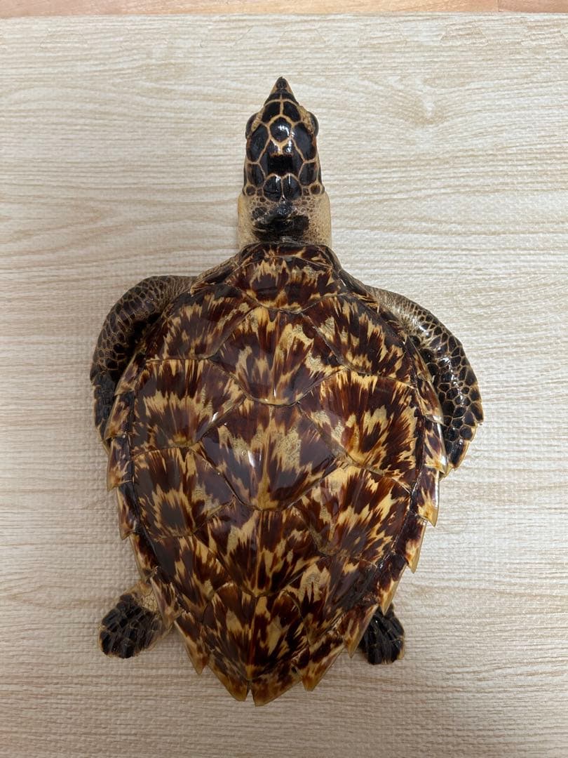 タイマイ べっ甲亀 剥製国際希少野生動植物種登録票有