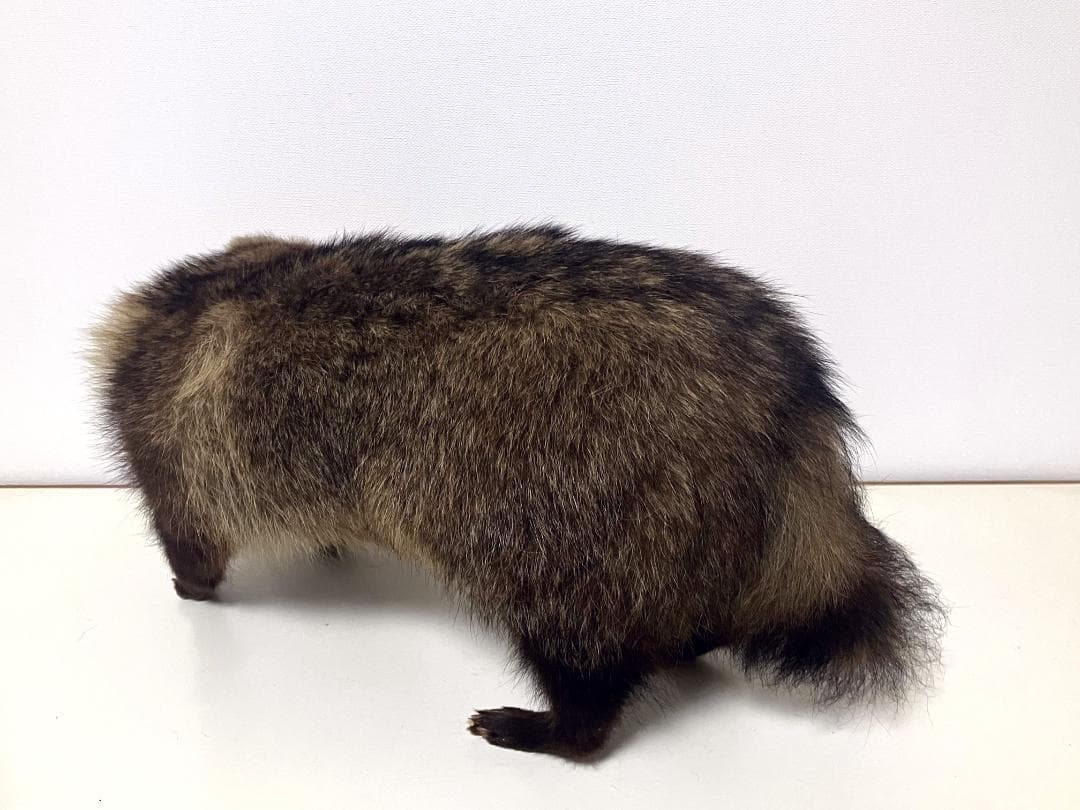 狸の剥製：種の保存法に該当しない動物