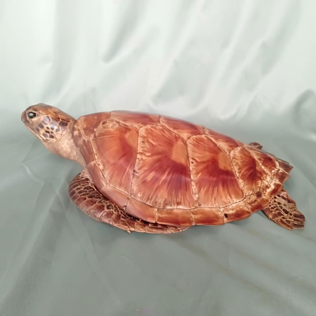 アオウミガメ剥製 「国際希少野生動植物登録票」つき - メルカリ