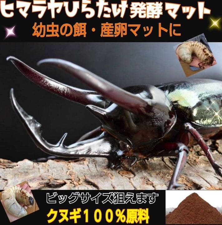 カブトムシ幼虫が大きくなる！発酵マット【60L】室内製造で雑虫混入100