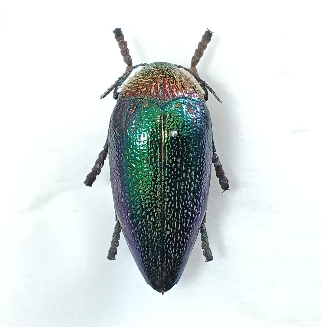 金属で出来たようなブローチハムシ【標本】
