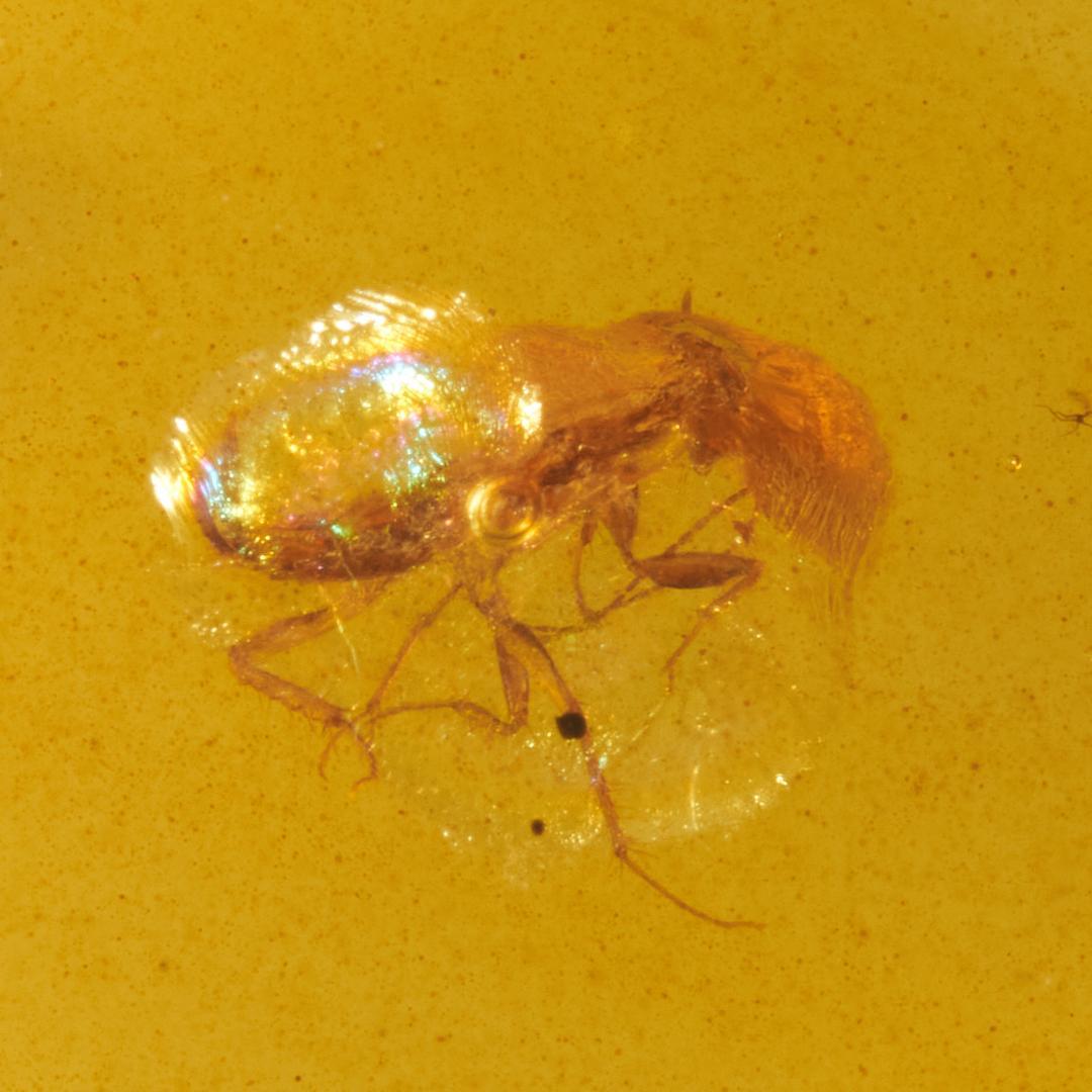 レア極上品 PA0095虫入り琥珀化石 ミャンマーカムティかタナイ9900万年