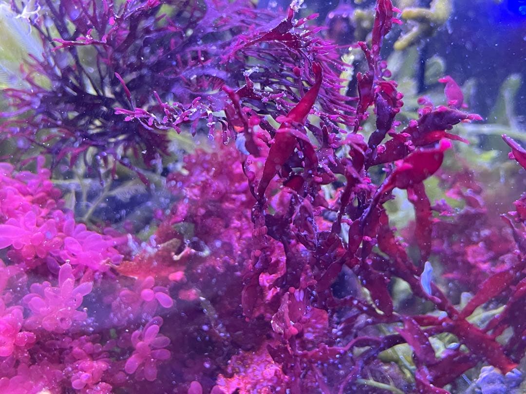 匿名・宅急便】 12/14まで 赤色海藻 セット 紅藻 +褐藻+緑藻 海藻