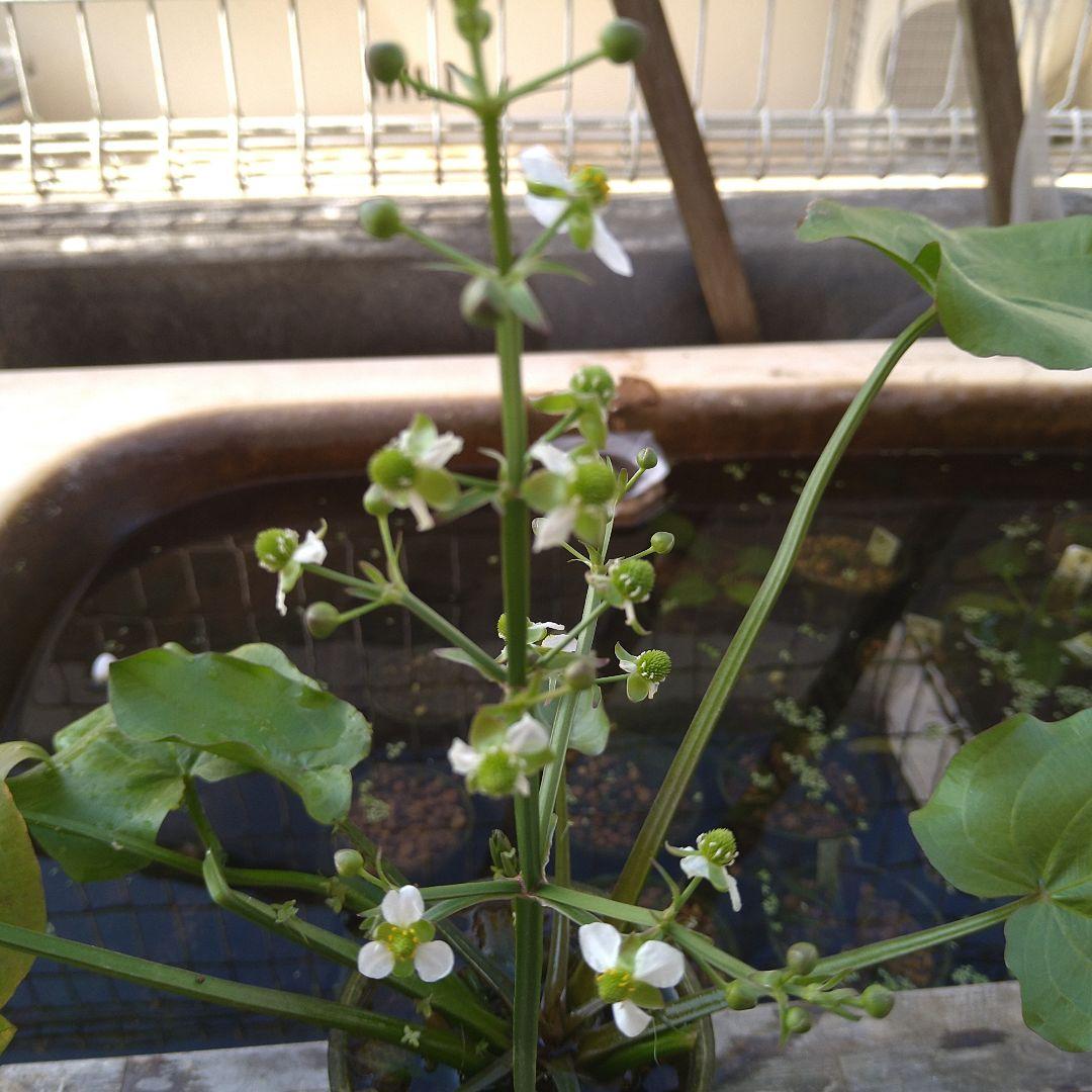 エキノドルスspリオ イプサバ 水上葉 大株 シュートあり