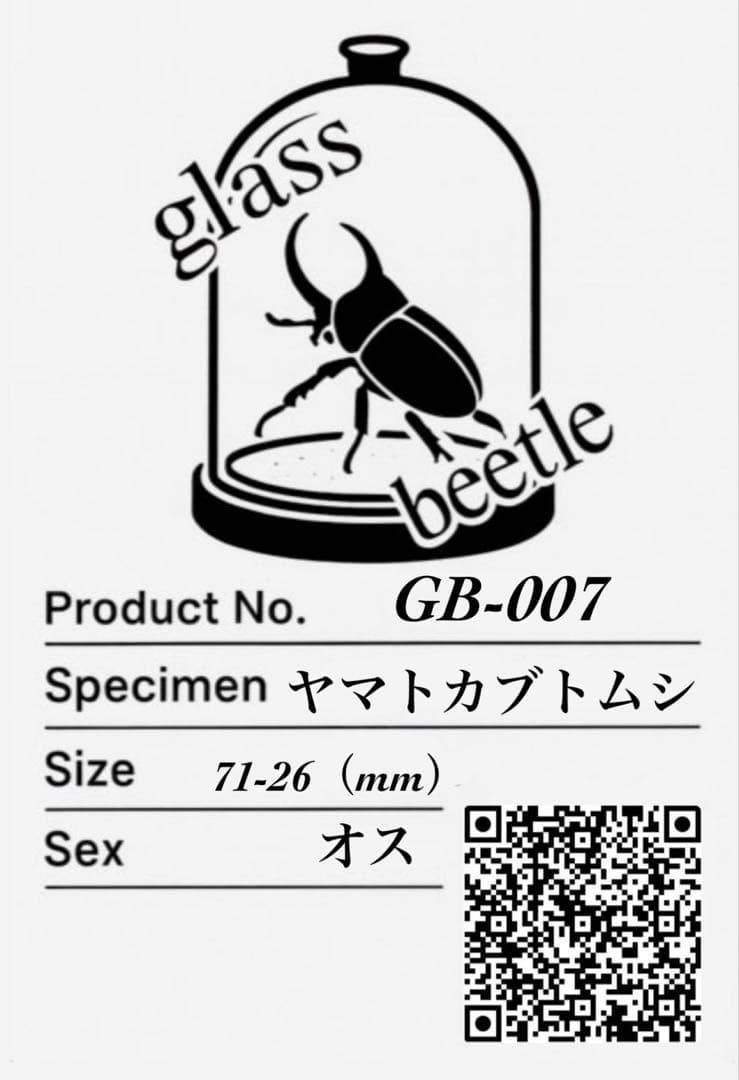 Glass Beetleヤマトカブトムシ標本 GB-007】