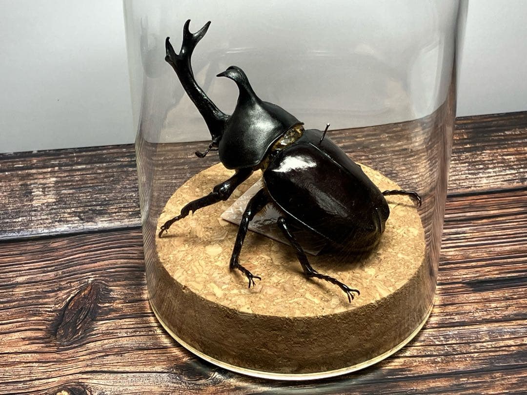 Glass Beetleヤマトカブトムシ標本 GB-007】