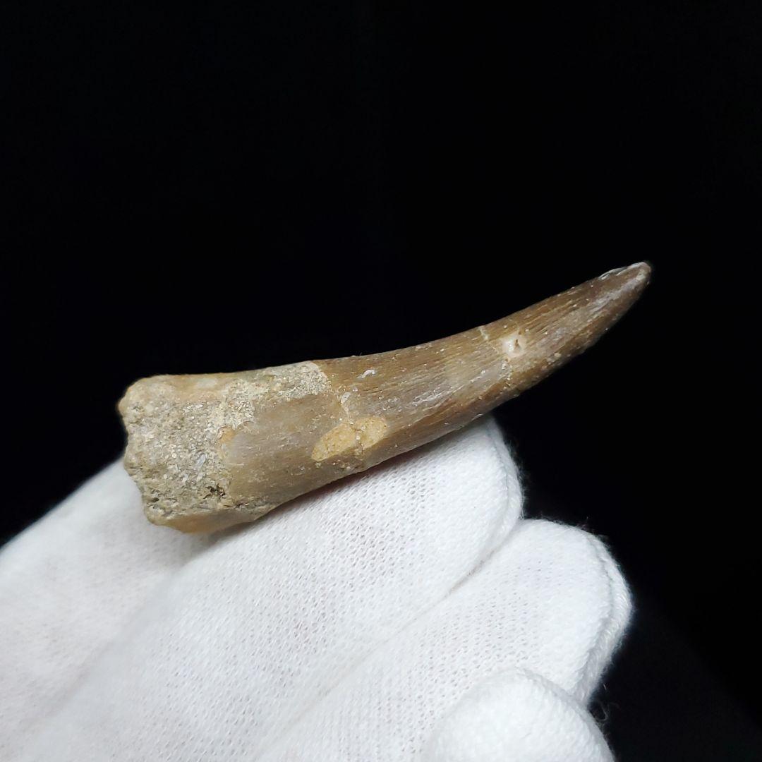 プレシオサウルス 化石 歯 本物 モロッコ産 41.20mm ケース付 pr88