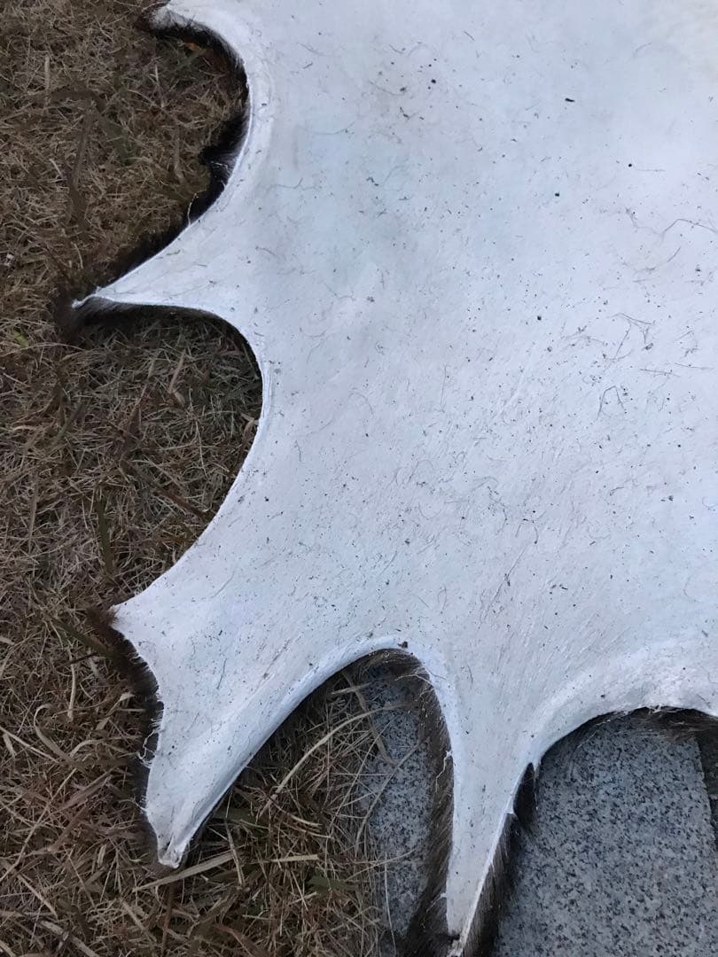 ニホンジカ♂毛皮　23-1