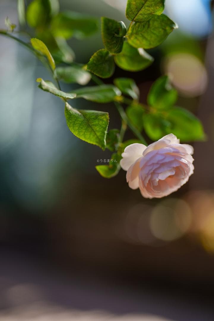 Dyz様 極美品！現代最高の50mm！SONY FE 50mm F1.2 GM