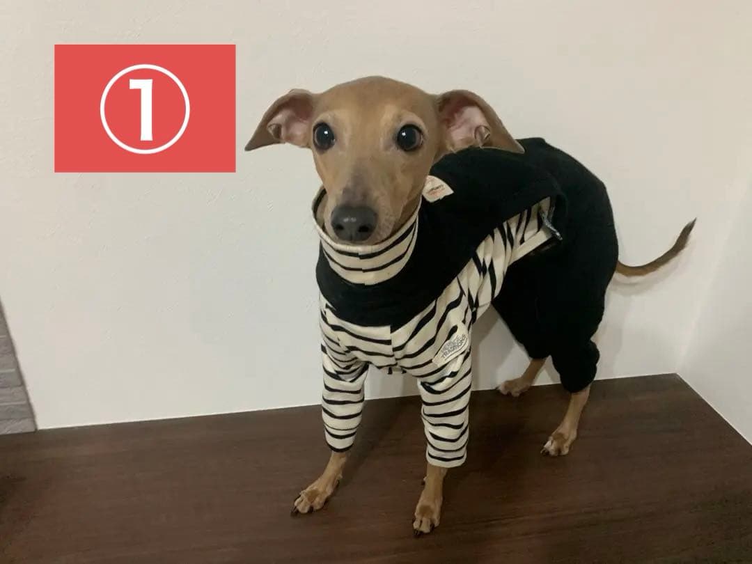 琥珀です。様 イタグレ服 ハンドメイド