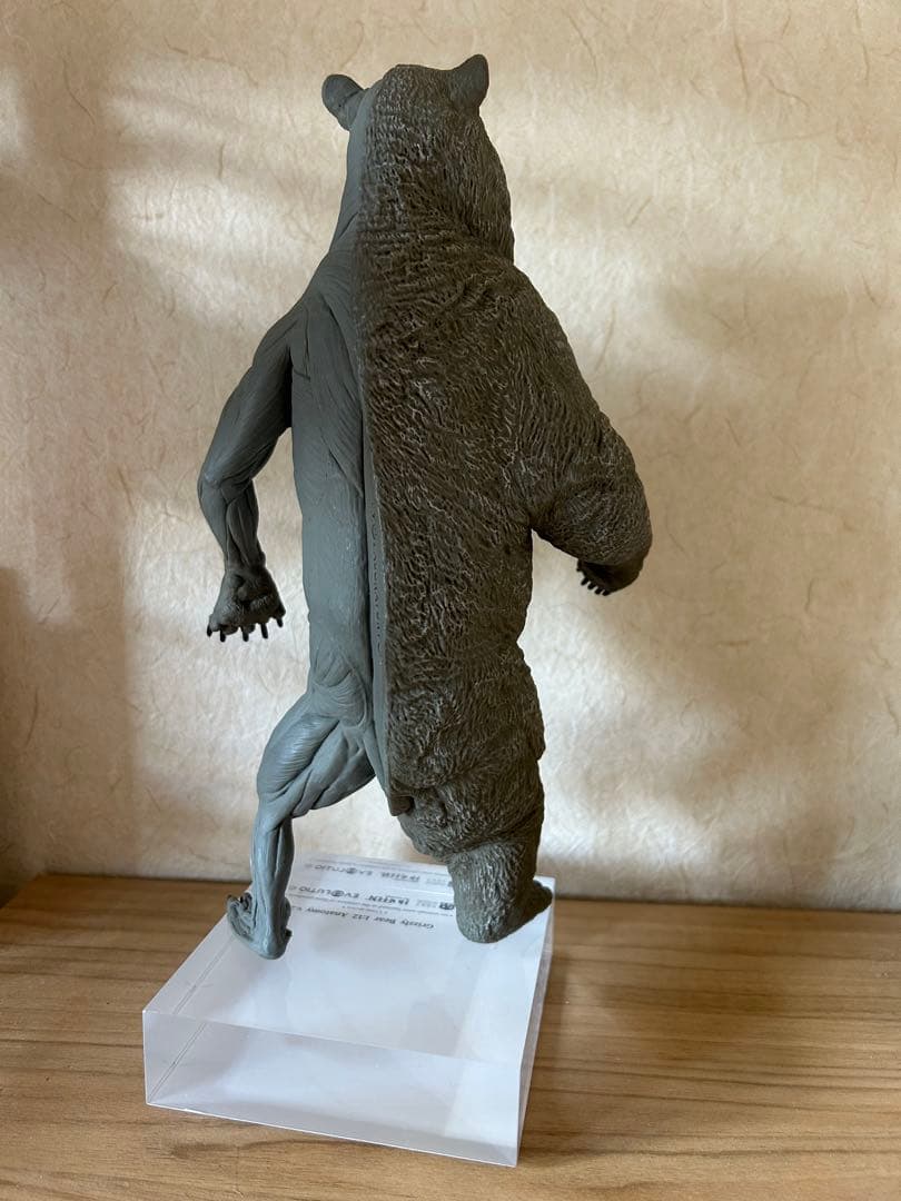 VM anatomy Grizzly Bear 1:12 クマ 熊 フィギュア