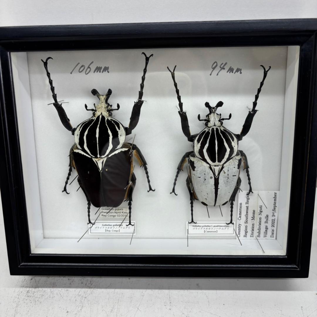 M◆ゴライアスオオツノハナムグリ　2頭　昆虫標本 M◇ゴライアスオオツノハナムグリ 2頭 昆虫標本 - メルカリ